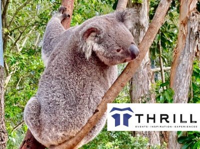 koala-habitat-thrill-conservation