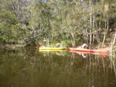 Environmental volunteer-Konrad-Lippmann Paddling Kayak and planting-rushes-reeds at Lake Parramatta with Bushcare and City Of Parramatta Council